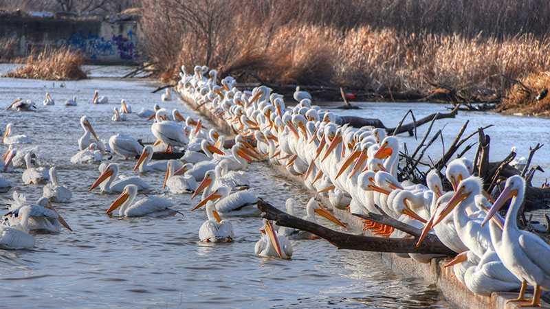 "Here is a photo of the white pelicans at Lake Overholser gathering together on the old spillway."