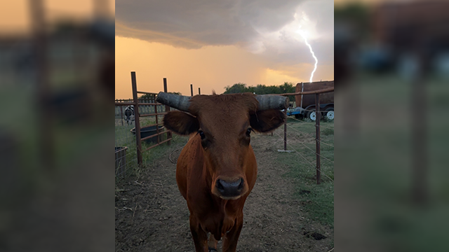 cattle and lightning